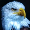 user6gftegpqpi
