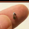 bugsyirl
