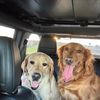 remyfordsdoggieworld