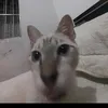 isaenadademais