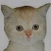 niichka000