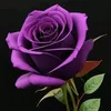 user402529195