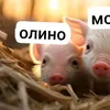 stendofchik1