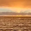 sea_life38