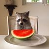 mapachefelich.com