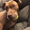 pitbulls4life420