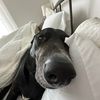 cashpawli