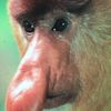 longlips