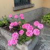 ciaobellaallora