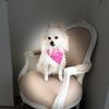 shikittendesigns