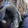 lacey_backup80