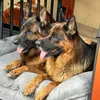 abichoudiscoveryliechte0