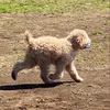 おーじまま