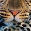 meownial