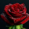 emily_kasjan