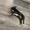 meatballthefrenchy135
