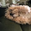 scottiearce