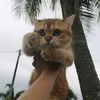 golden_d_blackpaws