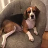 lylydf