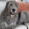 yogitheirishwolfhound