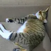 ts_frima
