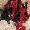 lulu_berry03