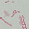 arviium3