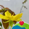 hoa.mai8785