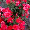 tany_077