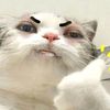 m_jelli
