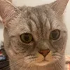 tonyfr1658skyro