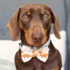 usergordon_long_dog