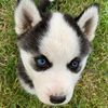 queenthewoof