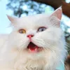 pusaxx