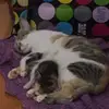 tinhyeutoloncuami