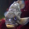 gray_fish_lore