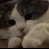 _wfd._