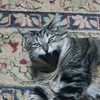 hells_handbasket_