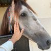 huda_omairat