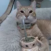 chicobiencool
