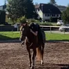 lena._horse