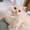 oum__nizar