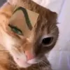 knmyrn