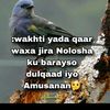 iskufilanraliyo0