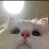 dhfhvnjj
