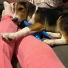 diamondartxzeusthepup