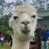 alpacaherder1