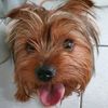 lokielyorki