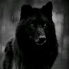 shadowwolf_81