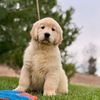 brewthegoldenn